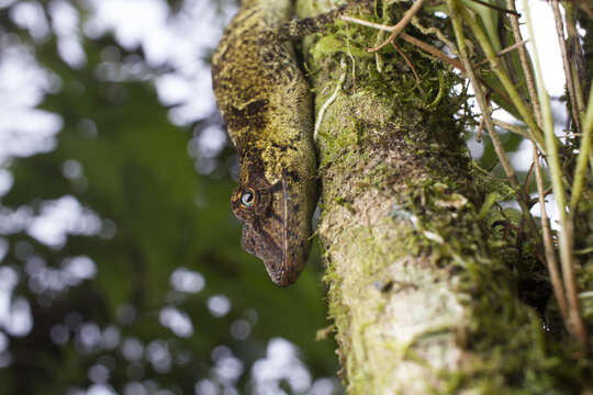 Image of Slender Anole