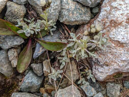 Image of Rocky Mountain pussytoes