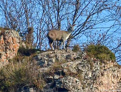 Image of Alpine Musk Deer