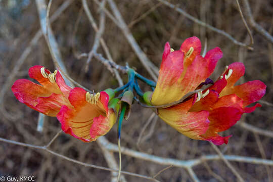 Plancia ëd Fernandoa madagascariensis (Baker) A. H Gentry