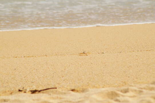 Image of Gulf ghost crab