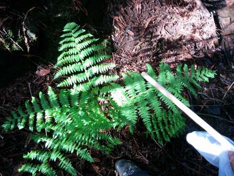 Image of Lady-fern