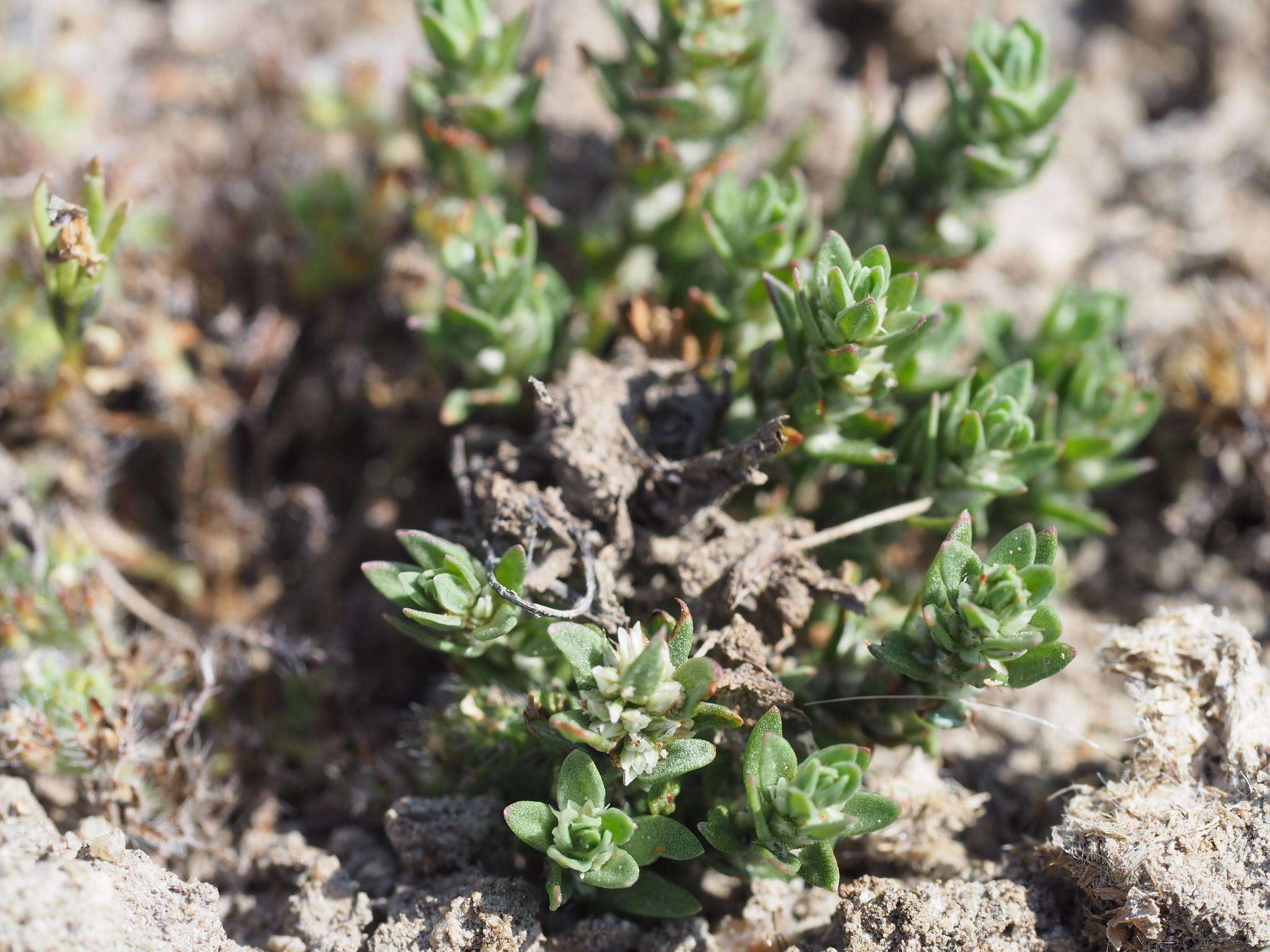 Image of Kellogg's Knotweed