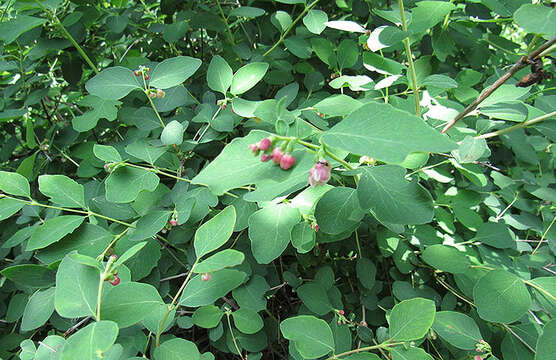 Image of common snowberry