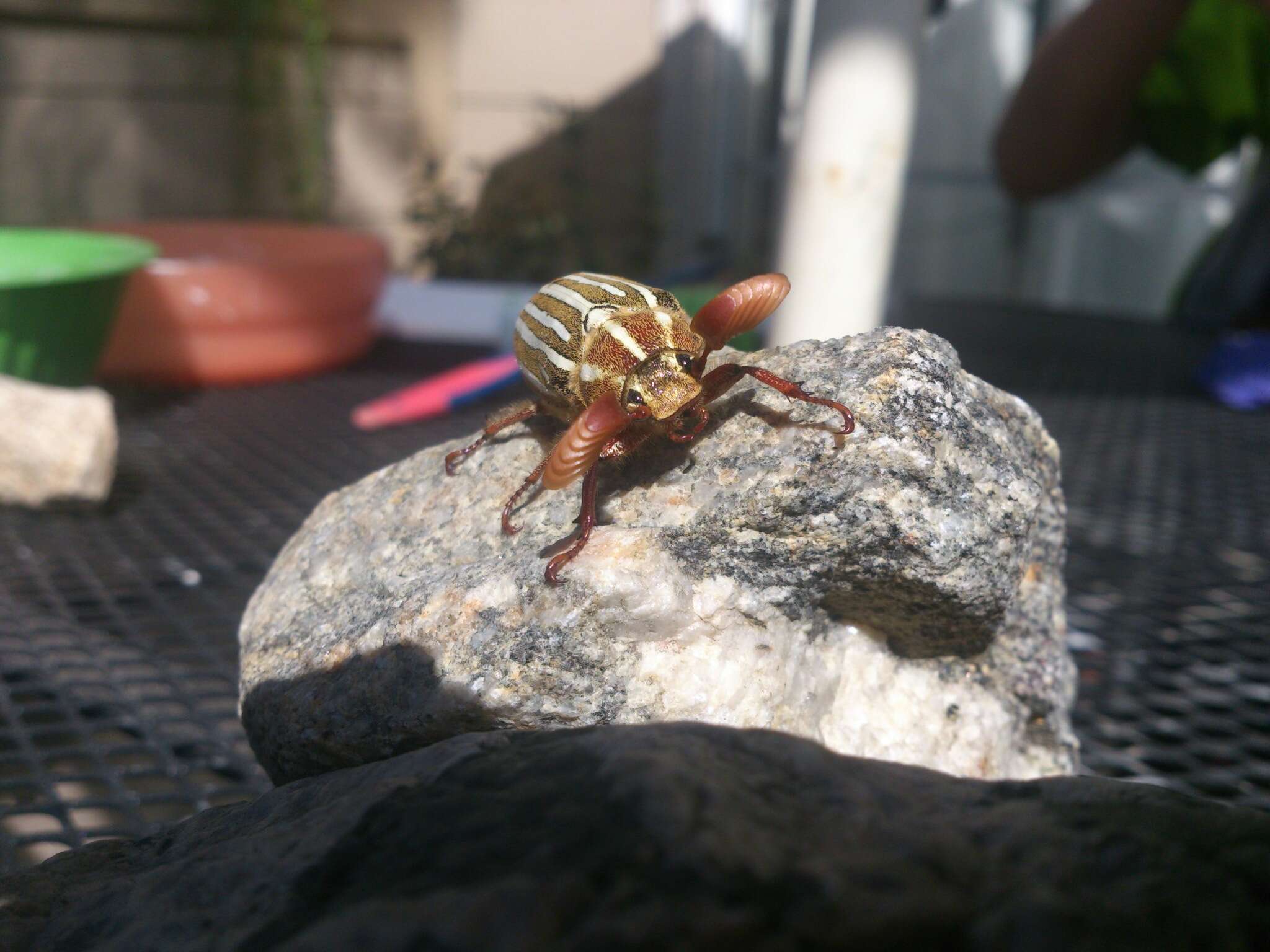 Image of Ten-lined June Beetle