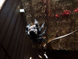 صورة Phidippus regius C. L. Koch 1846