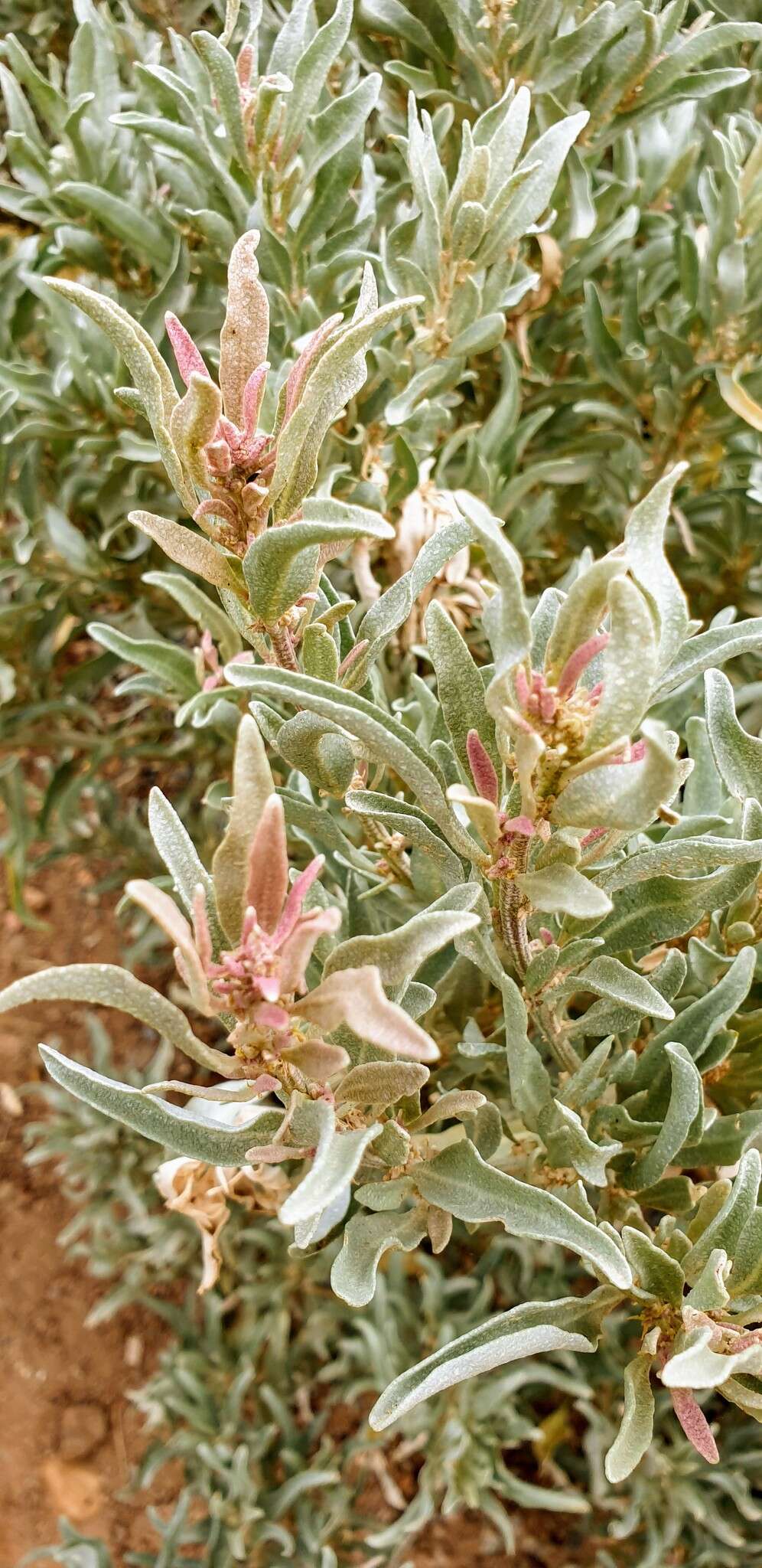 Imagem de Atriplex cinerea Poir.