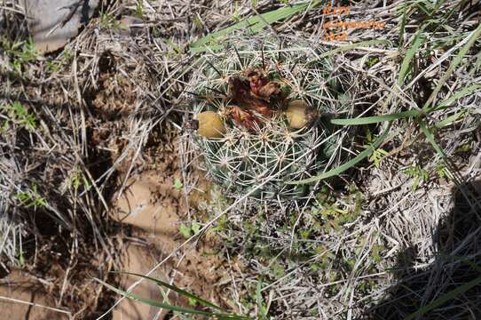 Imagem de Coryphantha ottonis (Pfeiff.) Lem.