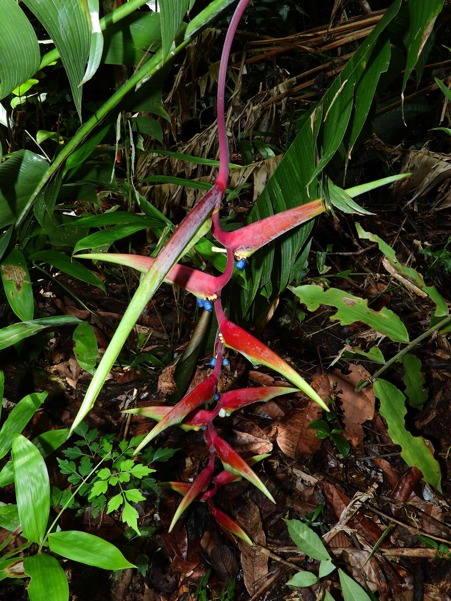 Image of Heliconia chartacea Lane ex Barreiros