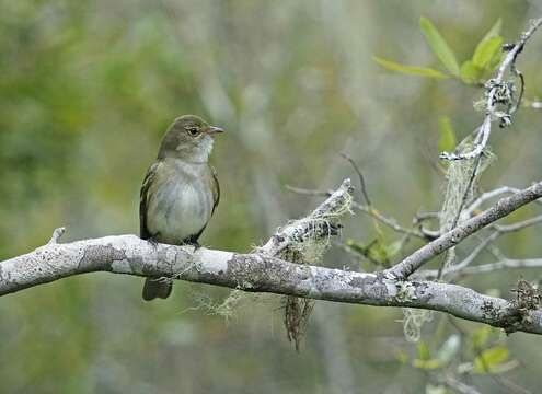 Image of Olivaceous Elaenia