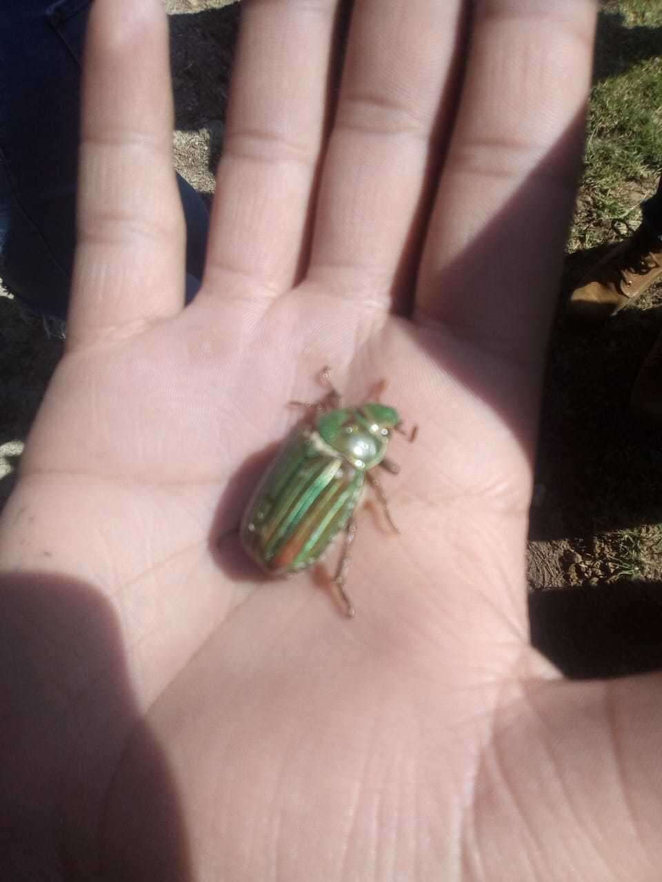 Image of Chrysina adelaida (Hope 1840)