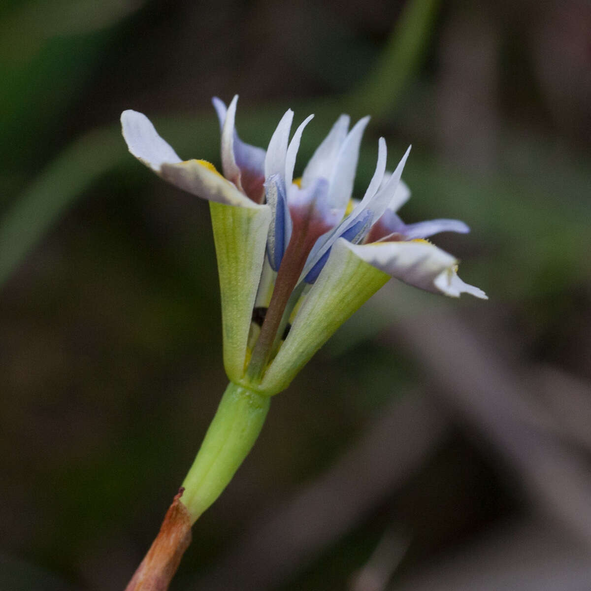 Plancia ëd Moraea fergusoniae L. Bolus