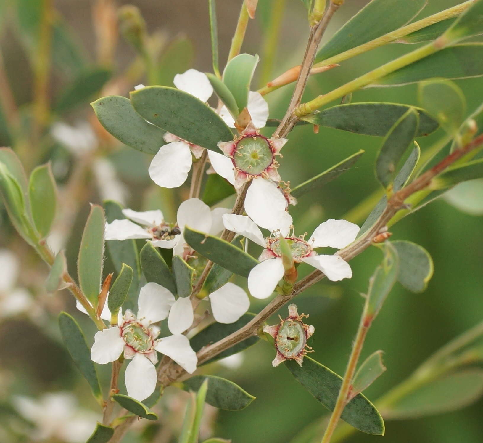 Image of Australian myrtle