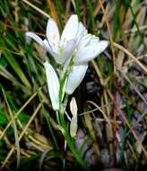 Imagem de Ornithogalum paludosum Baker