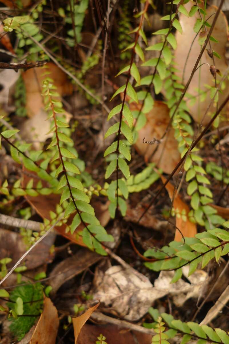 Image of Lindsaea linearis Sw.