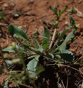 Image of Goodenia arguta