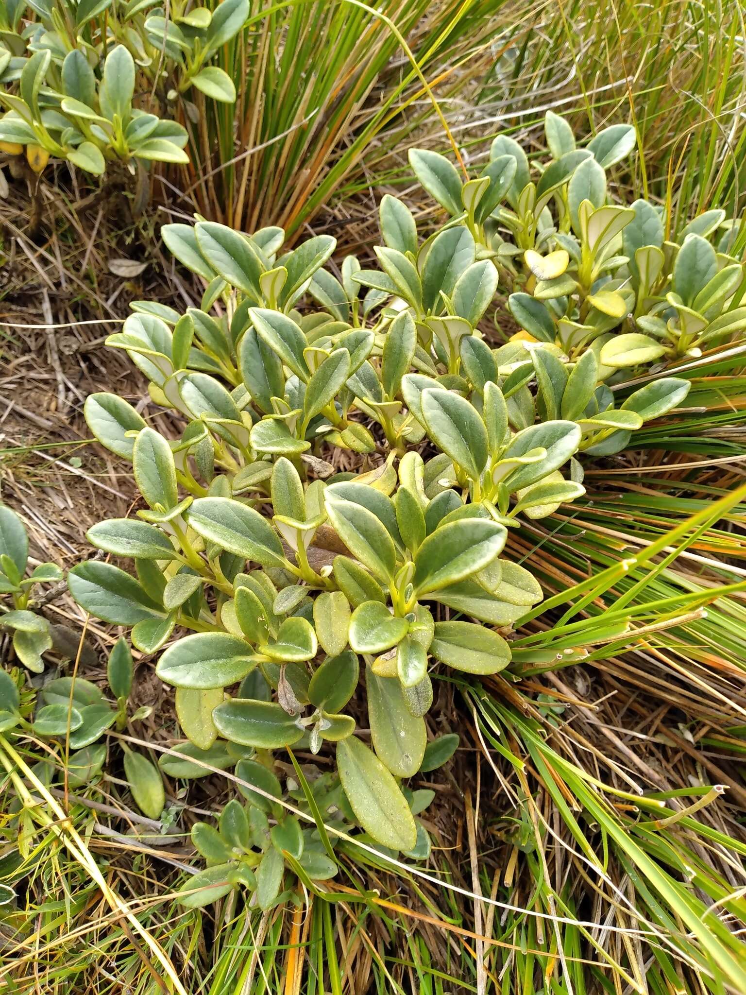 Image de Brachyglottis adamsii (Cheesem.) B. Nord.