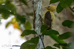 Image of Cream-colored Woodpecker