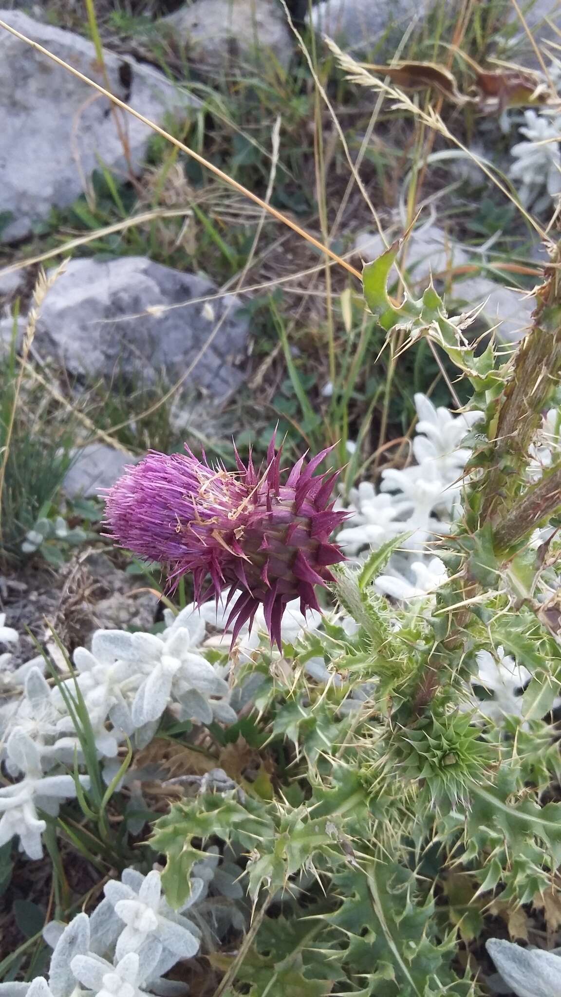 Carduus nutans subsp. leiophyllus (Petrovic) Arènes的圖片