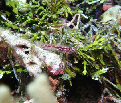 Image of Prasites pygmy goby