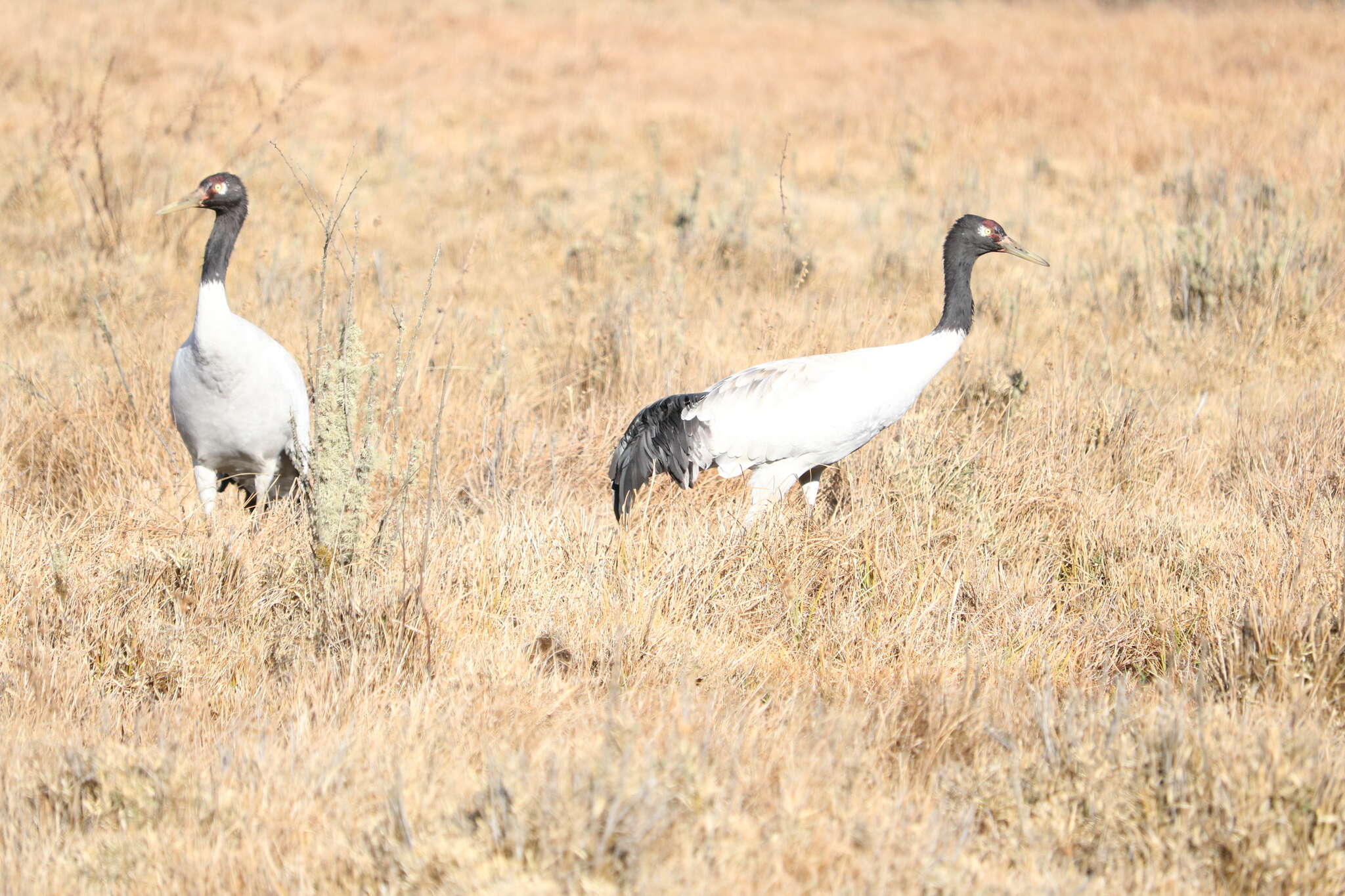 Image of Black-necked Crane