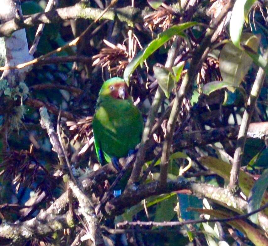 Image of Red-faced Parrot