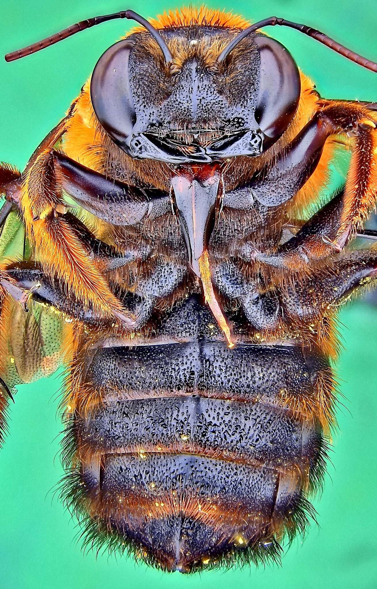 Image of Xylocopa ruficeps Friese 1910