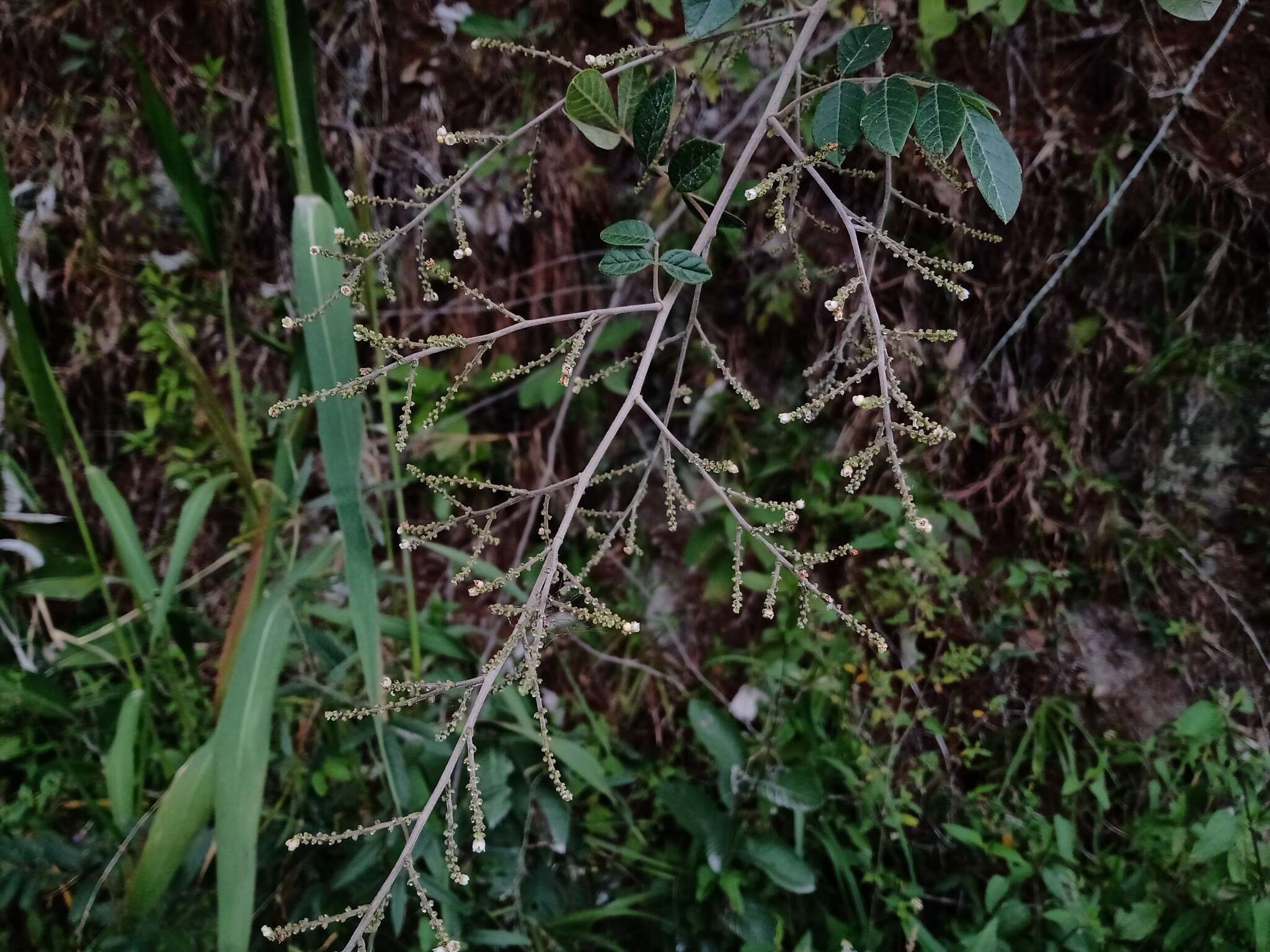 Image of Rhus terebinthifolia Schltdl. & Cham.