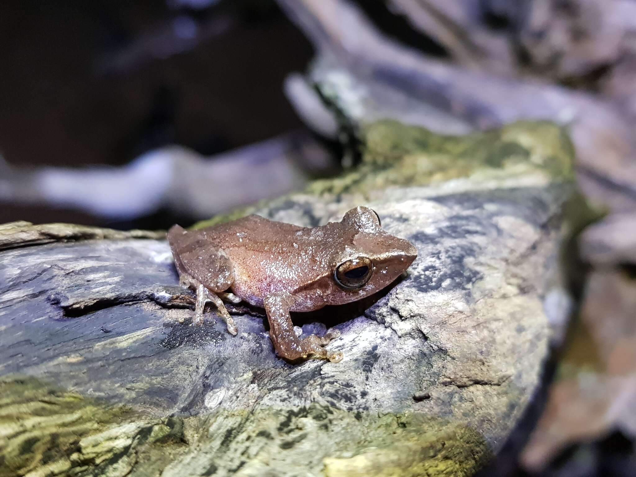 Imagem de Pseudophilautus folicola (Manamendra-Arachchi & Pethiyagoda 2005)