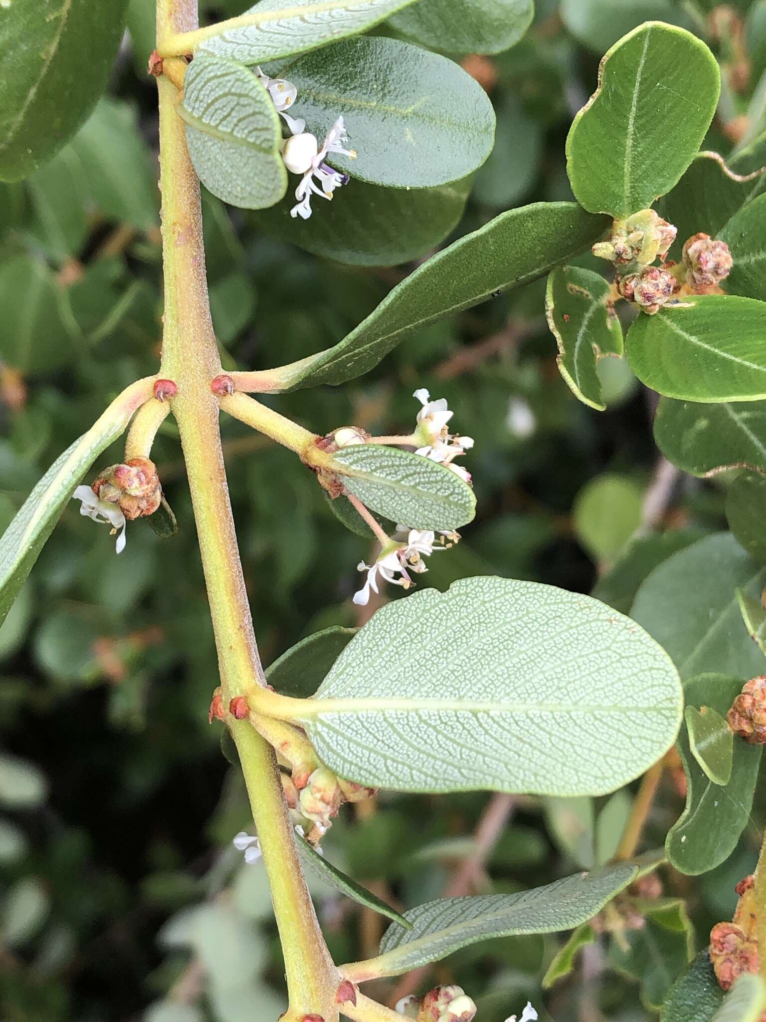 Image of island ceanothus