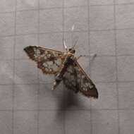 Image of Assembly Moth