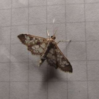 Image of Assembly Moth