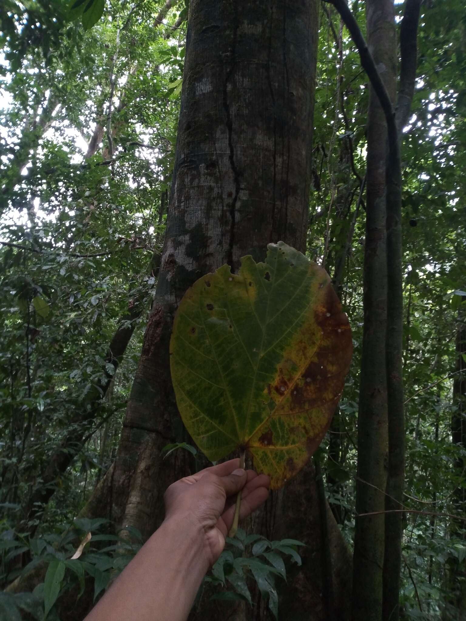 Image of Pterygota excelsa (Standl. & L. O. Williams) Kosterm.