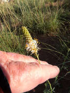 Image of white prairie clover