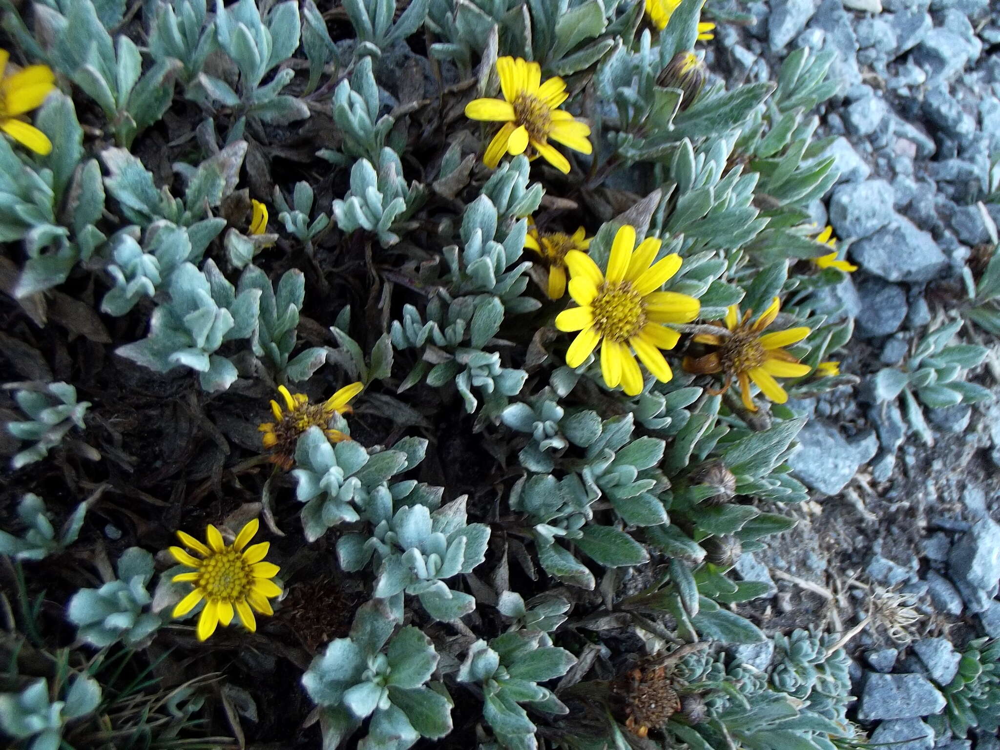 Image of Senecio procumbens Kunth