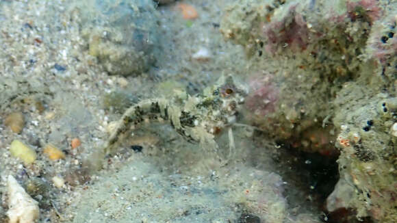 Image of Tentacled Blenny