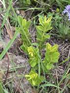 Image of Morella brevifolia (E. Mey. ex C. DC.) D. J. B. Killick