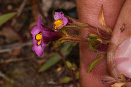 Image of Slender-Stem Monkey-Flower