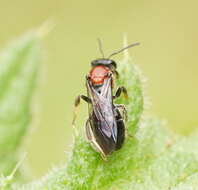 Image of Lasioglossum callomelittinum (Cockerell 1910)