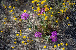 Image of desert sand verbena