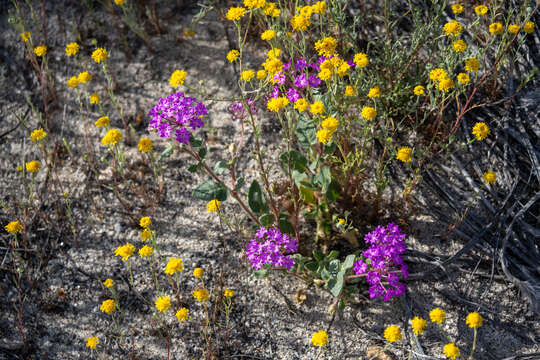 Image of desert sand verbena