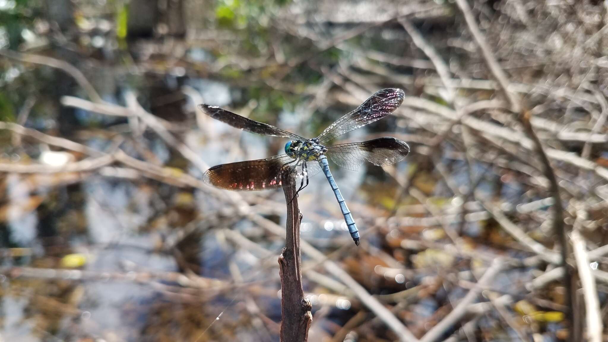 Imagem de Tetrathemis polleni (Selys 1869)