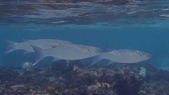 Image of Bluespot mullet