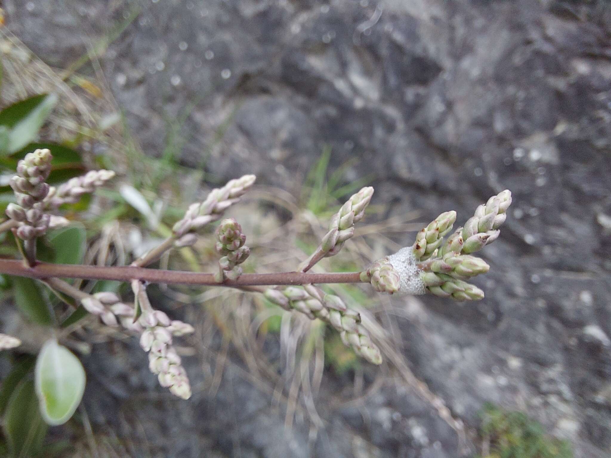 Imagem de Veronica hulkeana subsp. hulkeana