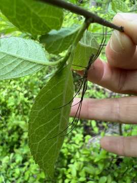 Image of Tetragnatha elongata Walckenaer 1841