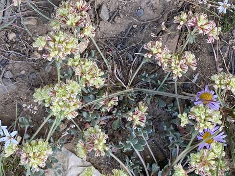 Image of sulphur-flower buckwheat