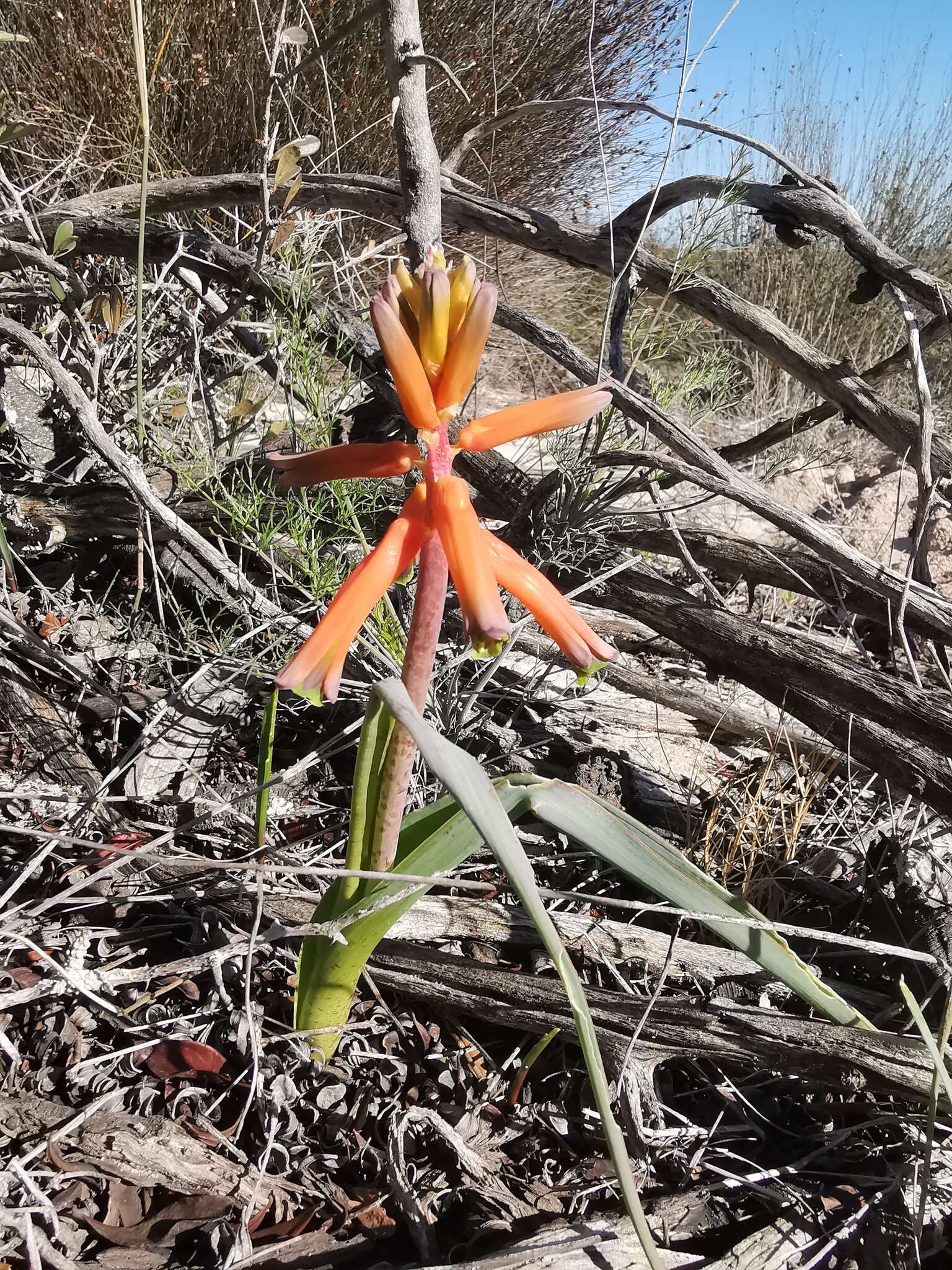 Image of Red Viooltjie