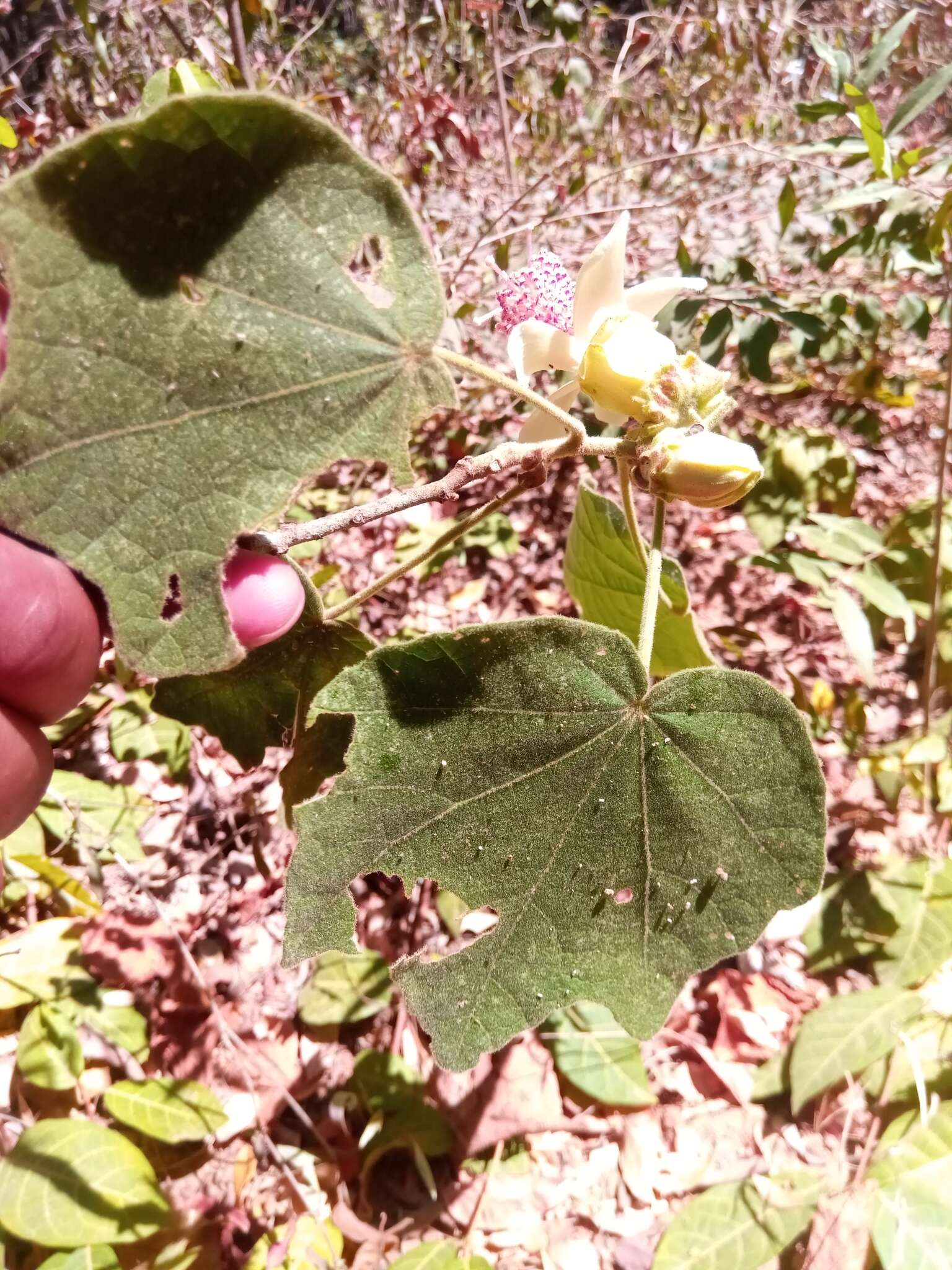 Image of Hibiscus macrogonus Baill.