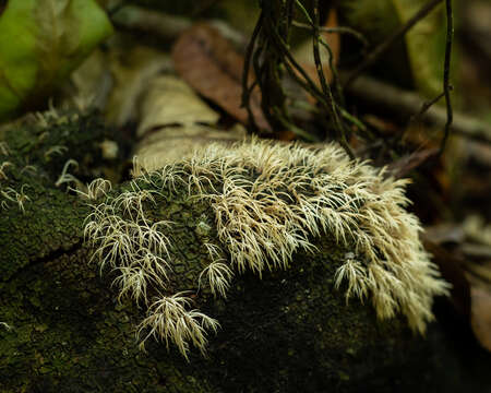 Image de Pterulicium subsimplex