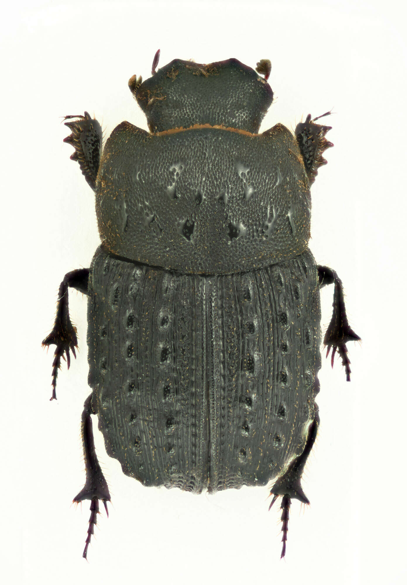 صورة Sarophorus tuberculatus (Castelnau 1840)